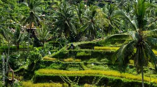 Tourists hiking through Tegallalang rice terraces in Bali