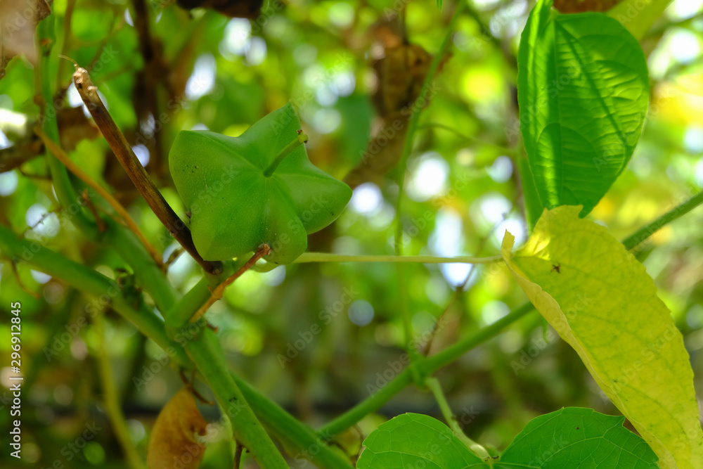 Sacha inchi peanuts in the garden, chainat Thailand.