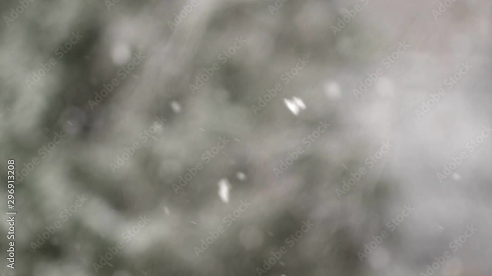 snow falling at the fir trees branches snow falling at the fir trees branches