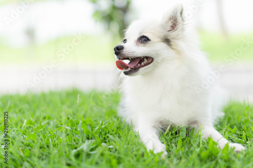 Closeup puppy pomeranian playing on green grass nature background, dog healthy concept, selective focus