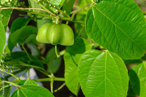 Wallpaper Mural Sacha inchi peanuts in the garden, chainat Thailand. Torontodigital.ca