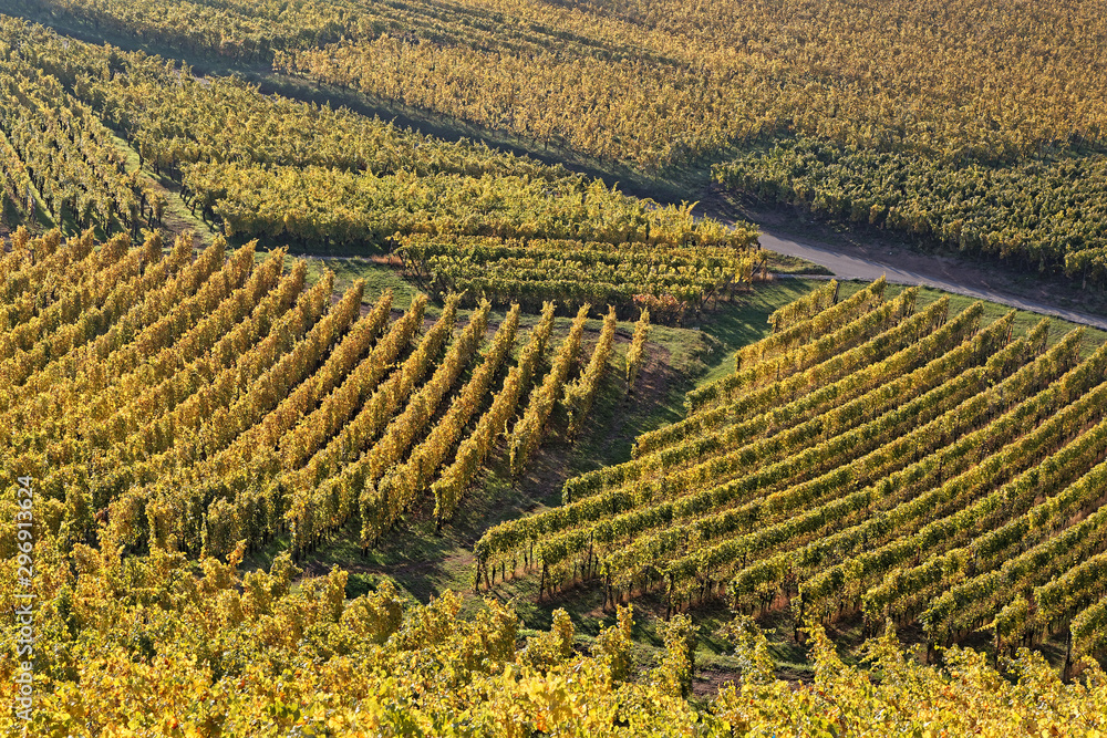 Lines in a landscape of Alsace vineyards