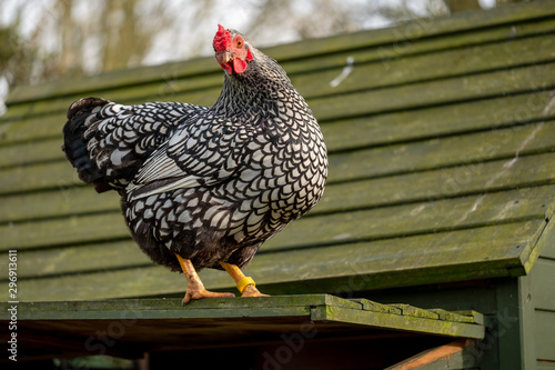 Adult Wyandotte  hen seen perched on top of her hen house, just above the egg laying area Fototapet