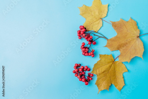 maple leaves and Rowan berries on a blue background