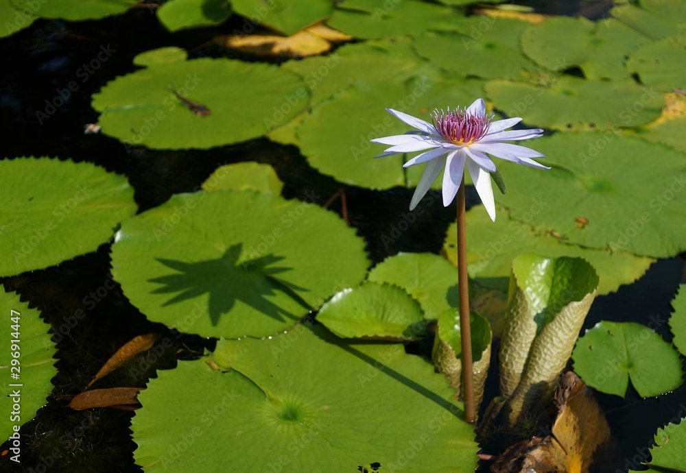 Close up a purple lotus popped up above water have shadow to get sunlight in afternoon. Close up a purple lotus popped up above water have shadow to get sunlight in afternoon.