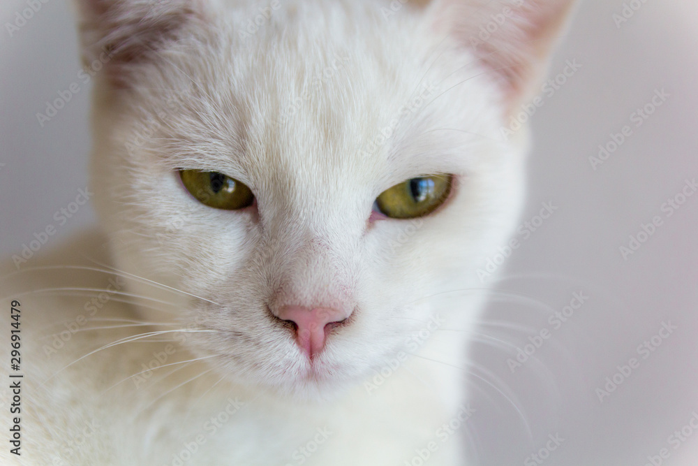 Close up of beautiful white cat