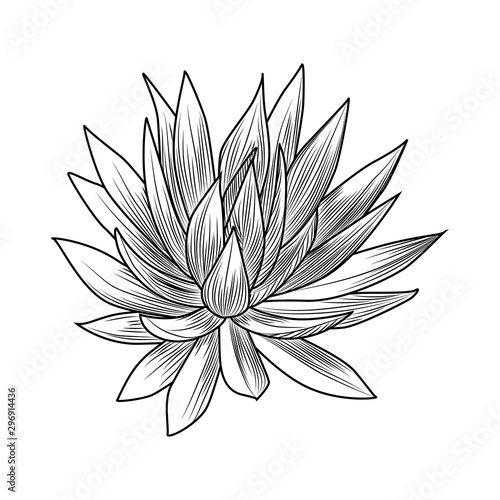 Hand drawn blue agave isolated on white background. Succulent plants engraving vintage style.