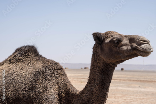 Camel profile