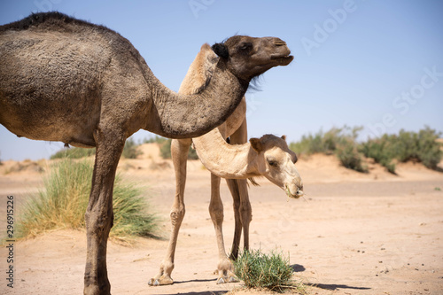 Funny camels