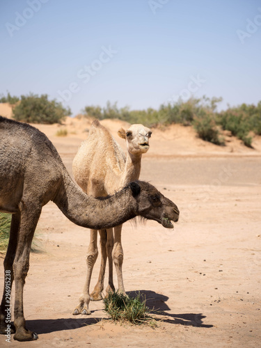 Eating camels