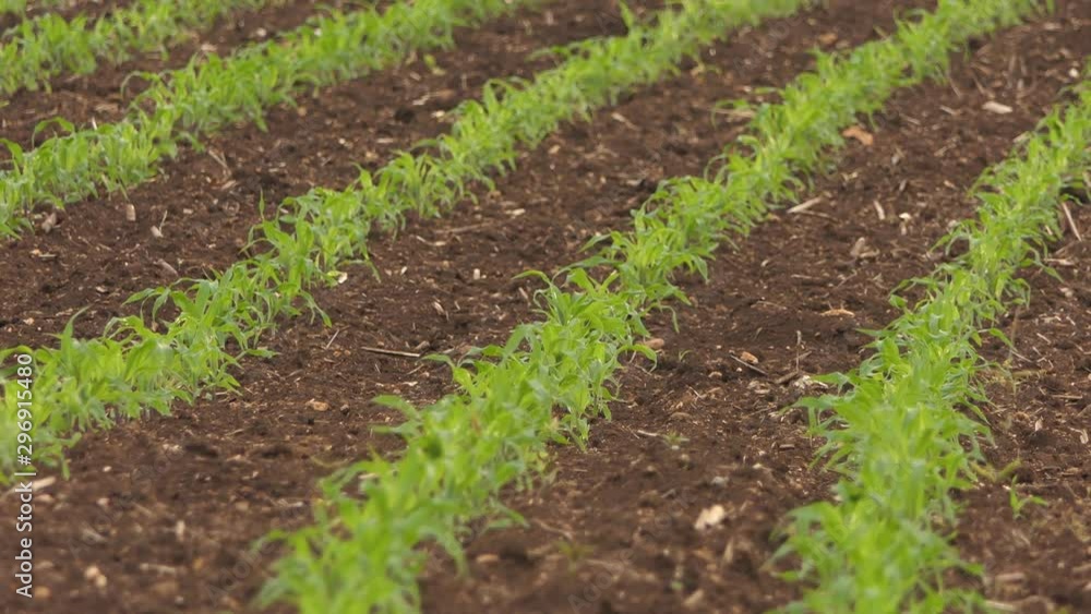 Corn Crops Growing In Rows
