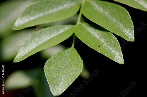 curry leaves
