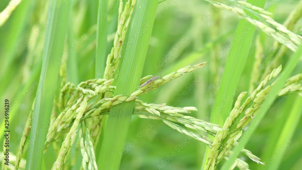 insects on rice grains , on blurry background of green rice farm.