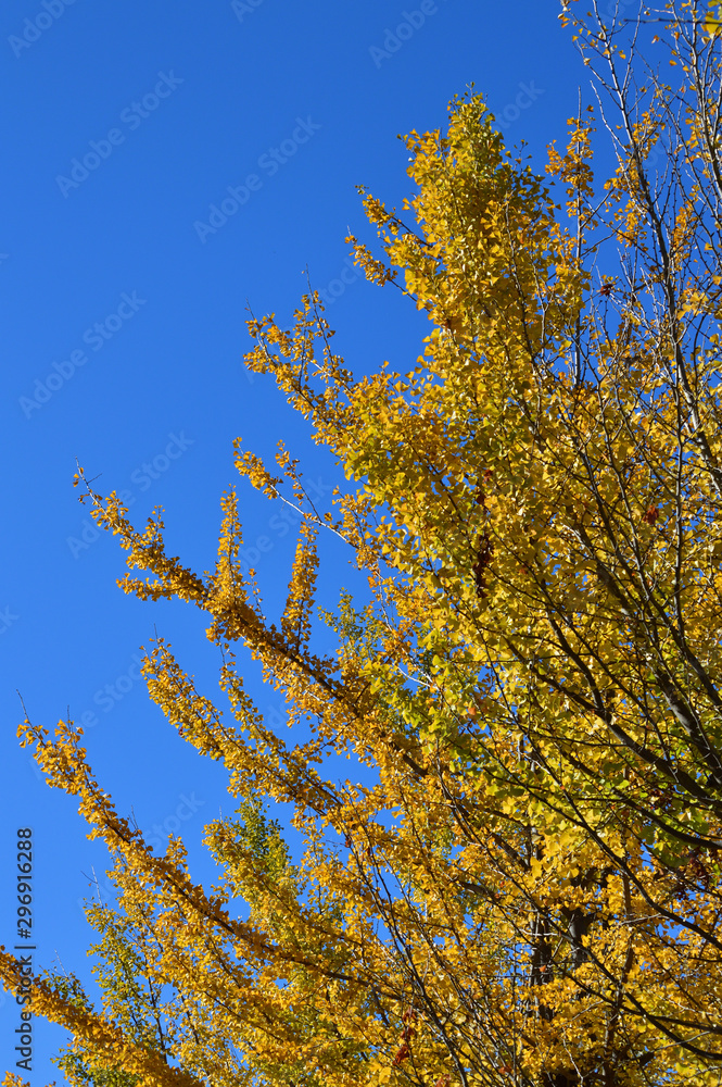 Fototapeta premium 青空を背景にして、黄葉したイチョウの樹の並木を撮影した写真