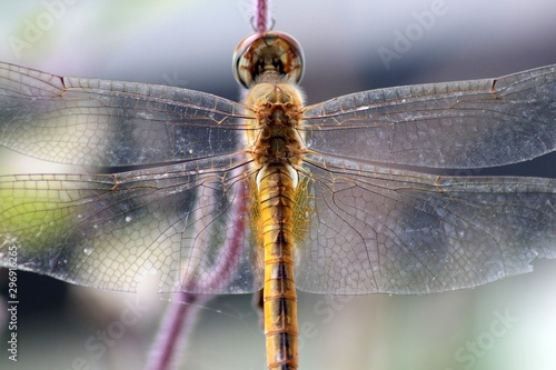 dragonfly