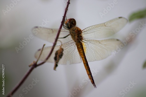 dragonfly