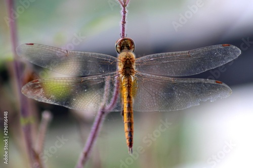 dragonfly