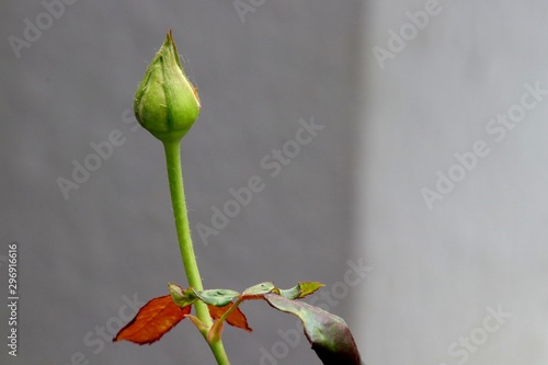 Rose bud