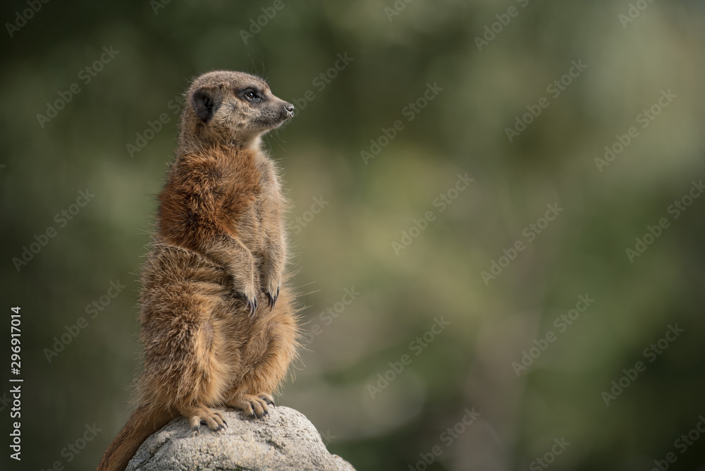 Fototapeta premium Standing cute meerkat guardian with blurry background