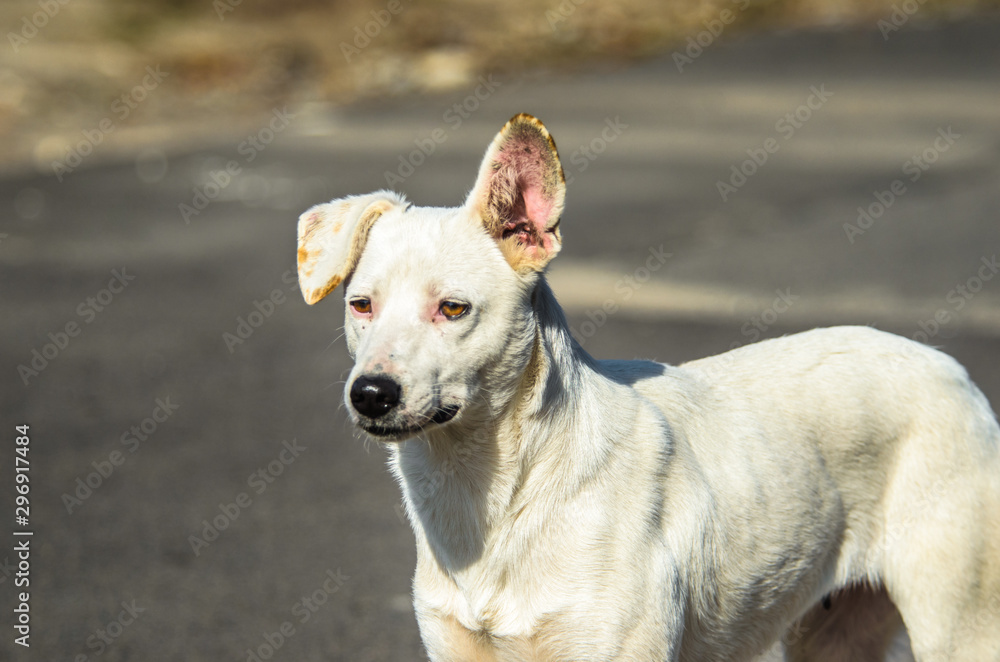Metis Labrador dog on the asphalt background on a sunny day