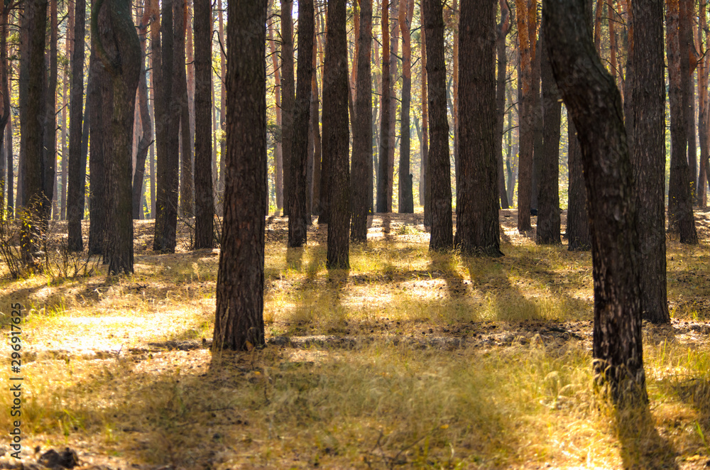 Obraz premium Sunny gaps between the trunks of pine trees in the forest