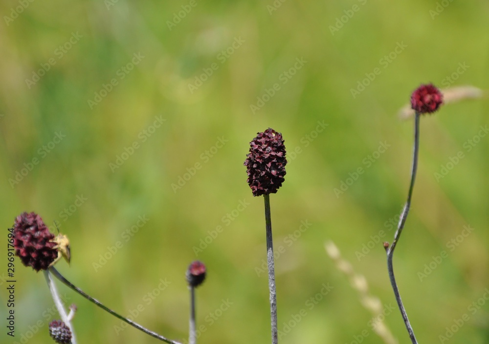 Der große Wiesenknopf