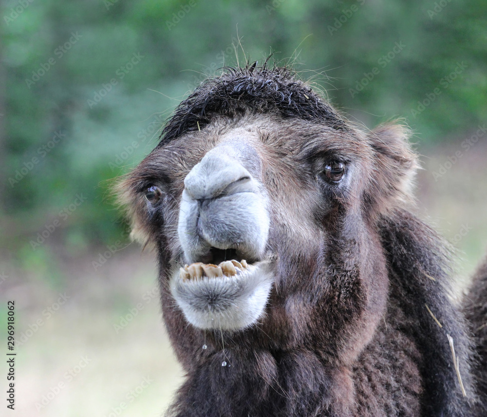 Fototapeta premium portrait of a camel with bokeh background