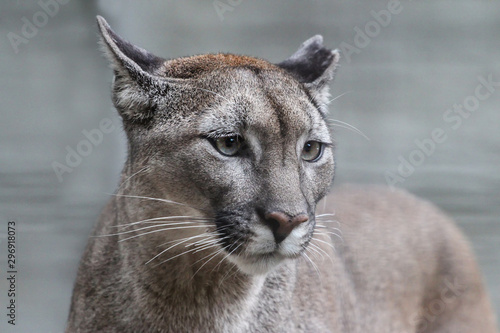 portrait of an american puma with bokeh background