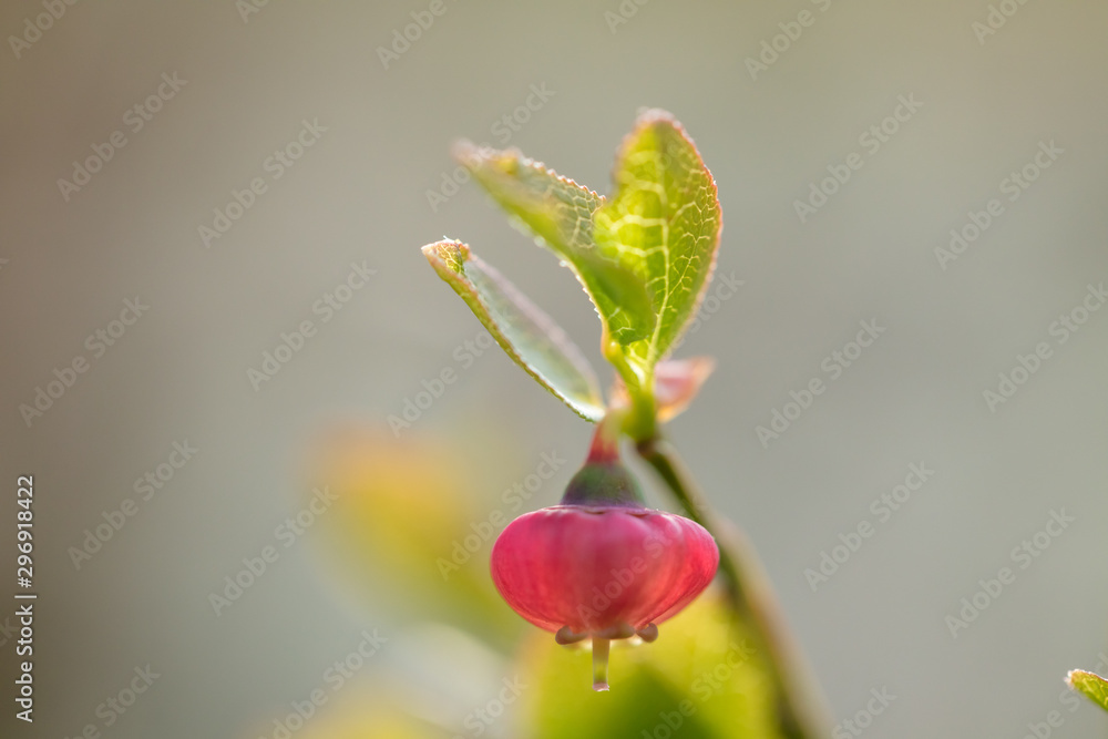 Beautiful mountain flowers. Lush mountain vegetation close up and fabulously beautiful flowers Beautiful mountain flowers. Lush mountain vegetation close up and fabulously beautiful flowers