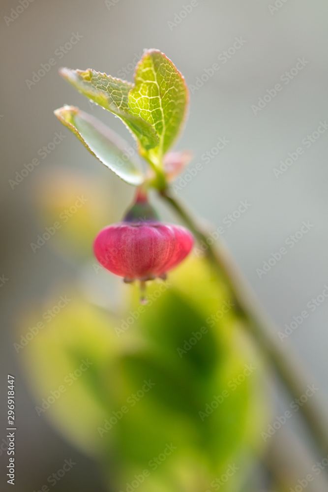 Beautiful mountain flowers. Lush mountain vegetation close up and fabulously beautiful flowers Beautiful mountain flowers. Lush mountain vegetation close up and fabulously beautiful flowers