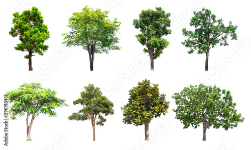 Isolated trees collection on white background