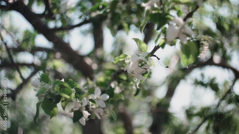 Apple twig with flowers and a bud. Apple twig with flowers and a bud.