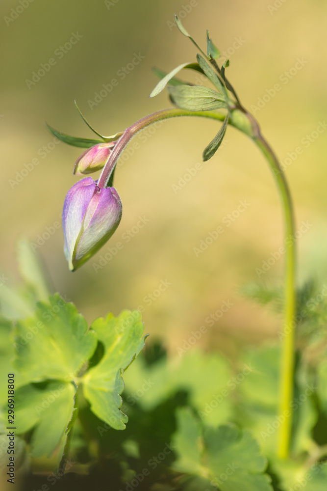 Beautiful mountain flowers. Lush mountain vegetation close up and fabulously beautiful flowers Beautiful mountain flowers. Lush mountain vegetation close up and fabulously beautiful flowers