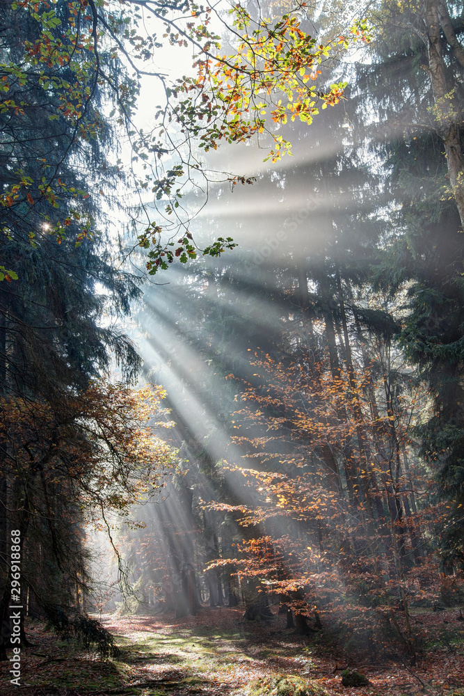 Fototapeta premium God beams - sunbeams in the morning forest