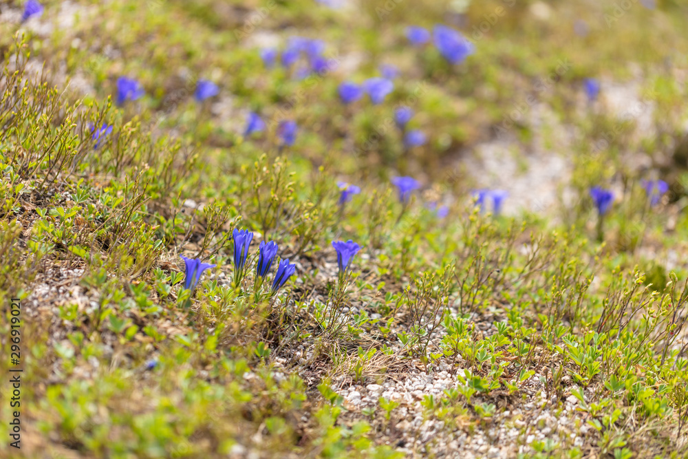 Beautiful mountain flowers. Lush mountain vegetation close up and fabulously beautiful flowers Beautiful mountain flowers. Lush mountain vegetation close up and fabulously beautiful flowers