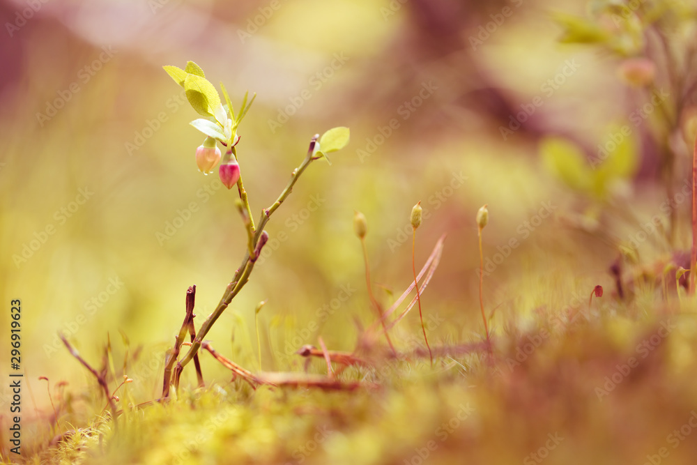 Beautiful mountain flowers. Lush mountain vegetation close up and fabulously beautiful flowers Beautiful mountain flowers. Lush mountain vegetation close up and fabulously beautiful flowers