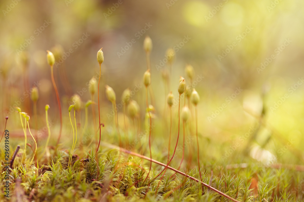 Beautiful mountain flowers. Lush mountain vegetation close up and fabulously beautiful flowers Beautiful mountain flowers. Lush mountain vegetation close up and fabulously beautiful flowers