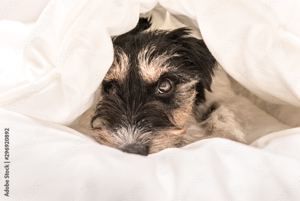 Funny little Jack Russell Terrier dog is lying and sleeping in a bed Funny little Jack Russell Terrier dog is lying and sleeping in a bed