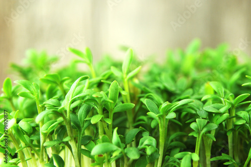 Obraz na płótnie close-up of fresh green leaves of cress seedlings w salonie