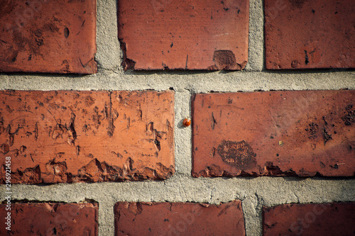 Ladybug soaking up the sun on a red brick wall