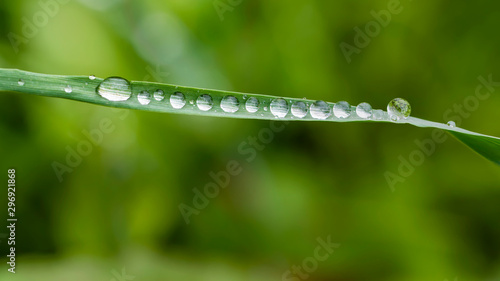 Dewdrops on grass blade
