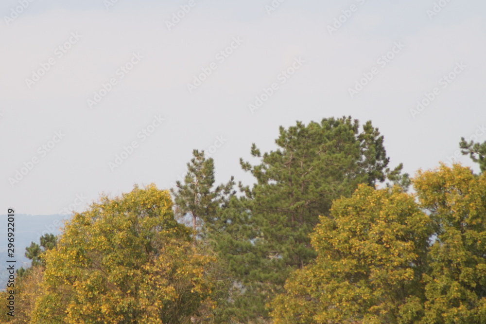 Fototapeta premium nature