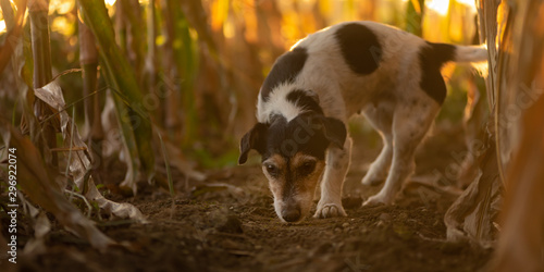 Cute disobedient Jack Russell Terrier Dog has escaped and is following a lead in the maize field in autumn. photo