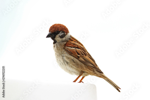 A little sparrow with a cute gesture