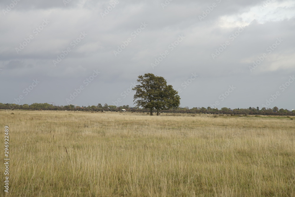 Single tree in the field