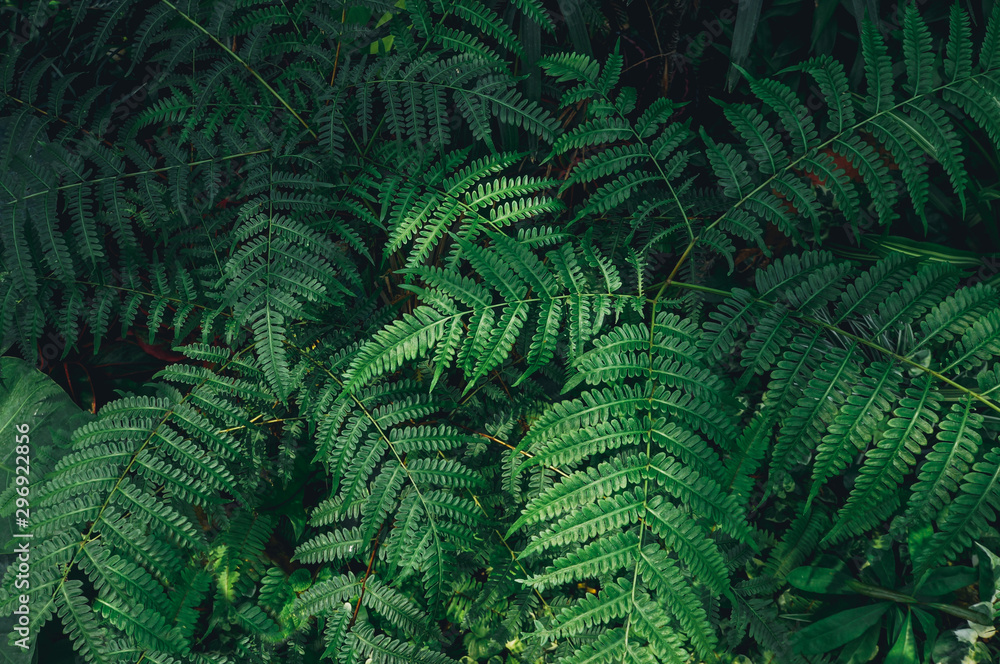 Green Leaves background, nature dark green background concept