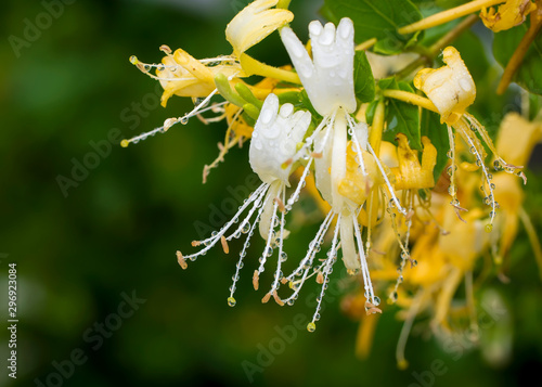 Rain drops on lonicera japonica blossoms