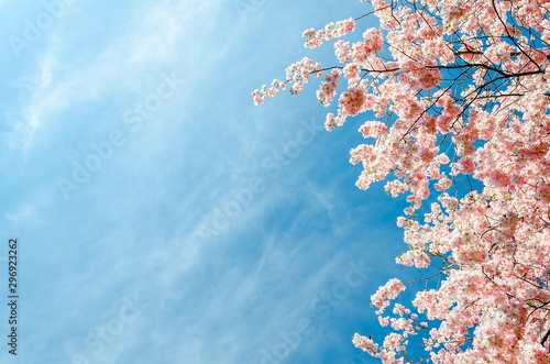 cherry blossom tree in springtime with blue sky