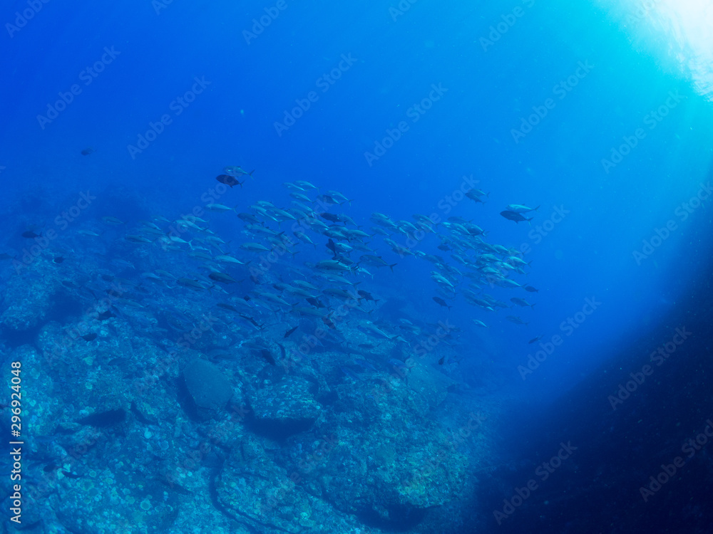 トカラ列島_口之島_スキューバダイビング