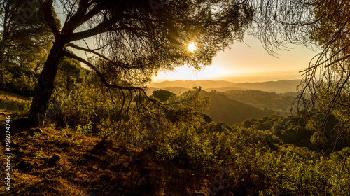 Amanecer en los bosque de pinos en las montañas de Sierra Morena, Cordoba